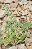 Astragalus psiloglottis. Цветущее и плодоносящее растение. Казахстан, Чу-Илийские горы, щебнистый склон горки. 07.05.2016.