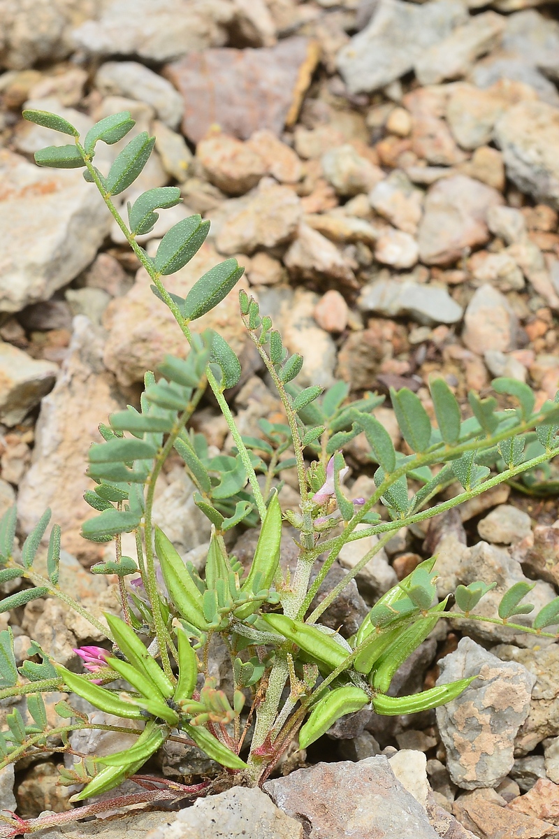 Изображение особи Astragalus psiloglottis.