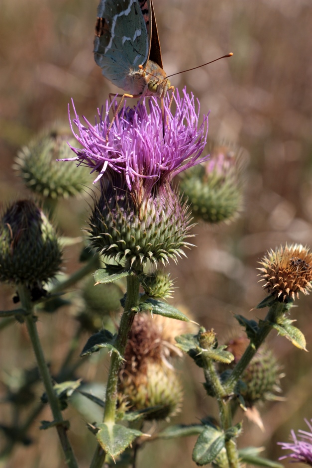 Изображение особи Cirsium ukranicum.