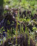 Equisetum sylvaticum