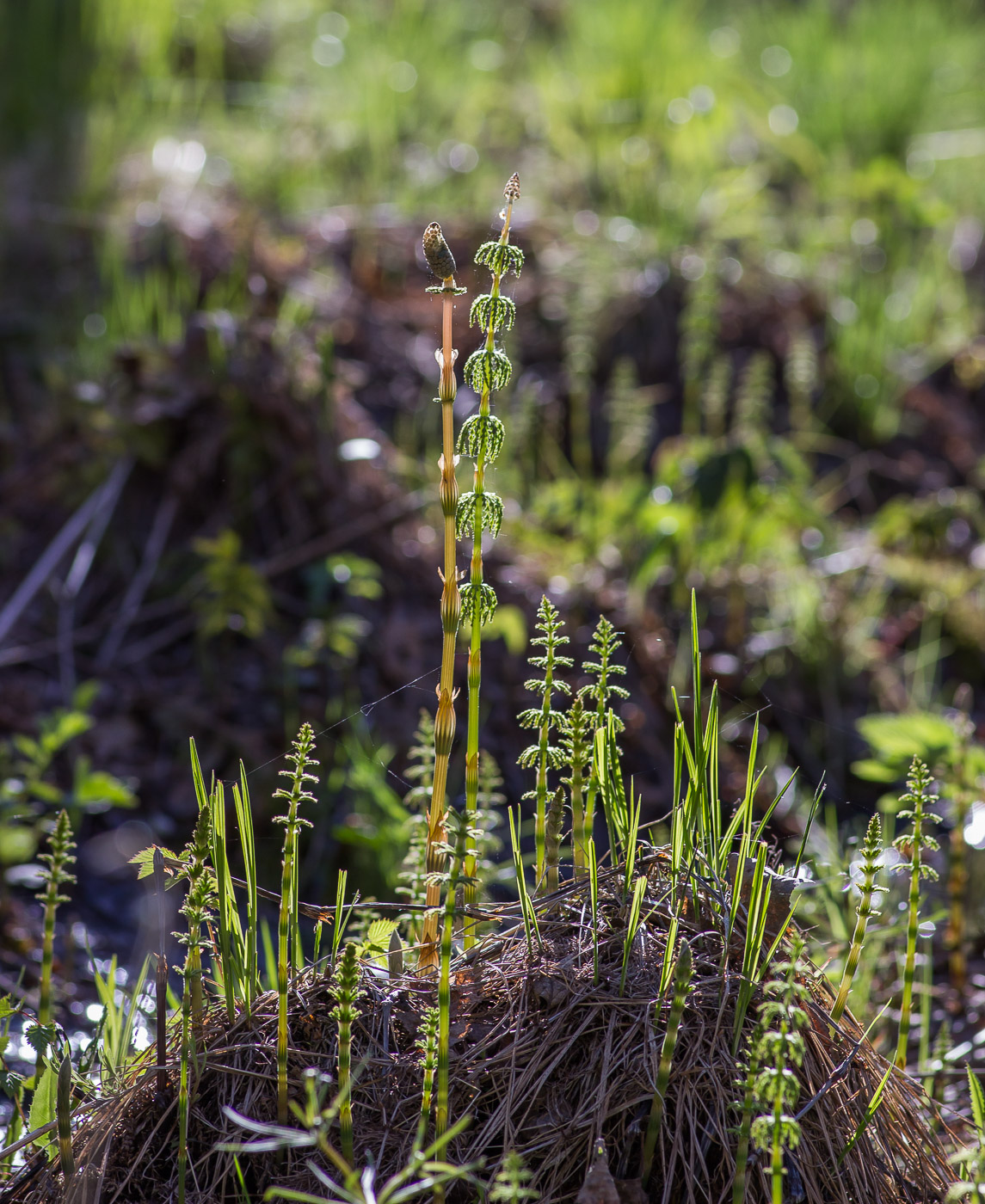 Image of Equisetum sylvaticum specimen.