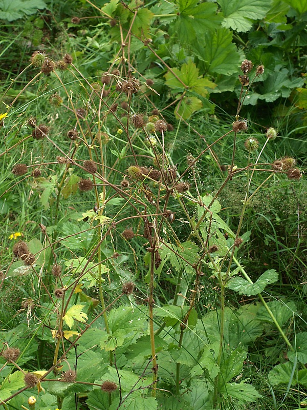 Image of Geum macrophyllum specimen.