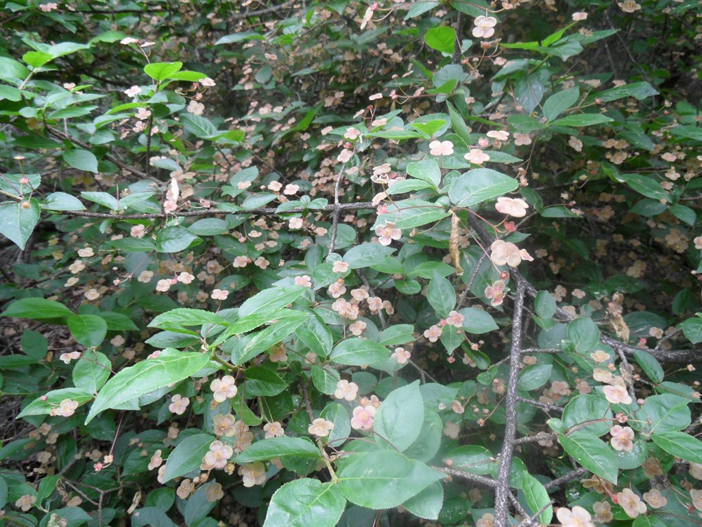 Изображение особи Euonymus verrucosus.