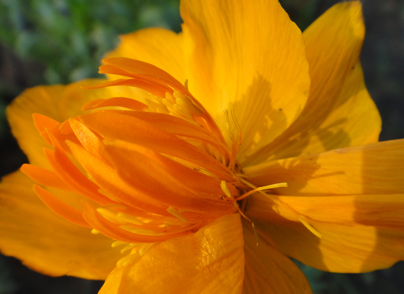 Image of Trollius ircuticus specimen.