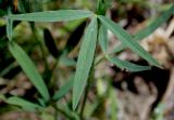 Trifolium angustifolium