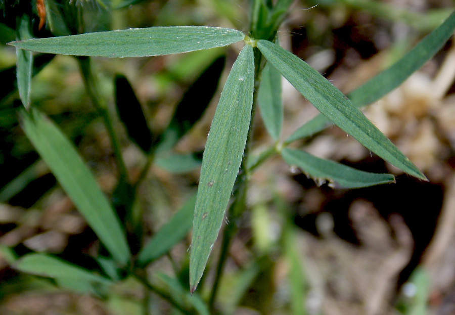 Image of Trifolium angustifolium specimen.