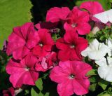 Petunia &times; atkinsiana