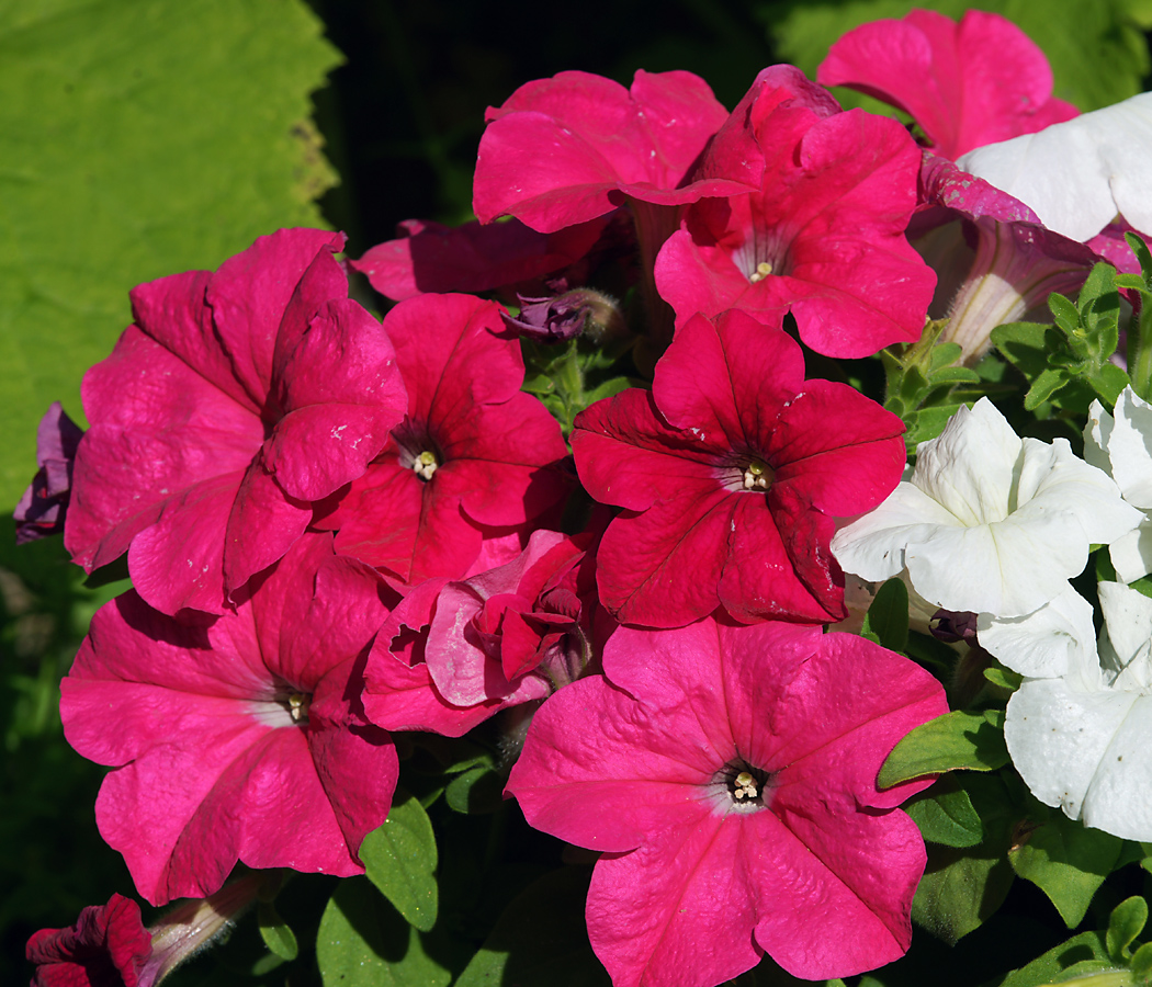 Изображение особи Petunia &times; hybrida.