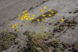 Anthemis tinctoria