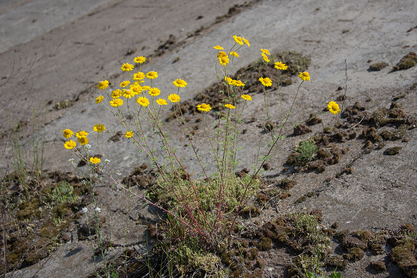 Image of Anthemis tinctoria specimen.