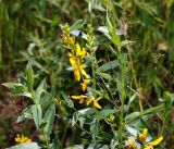 Genista tinctoria