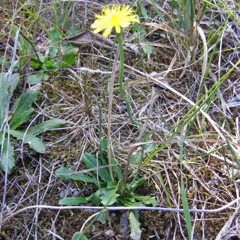 Изображение особи Hypochaeris radicata.