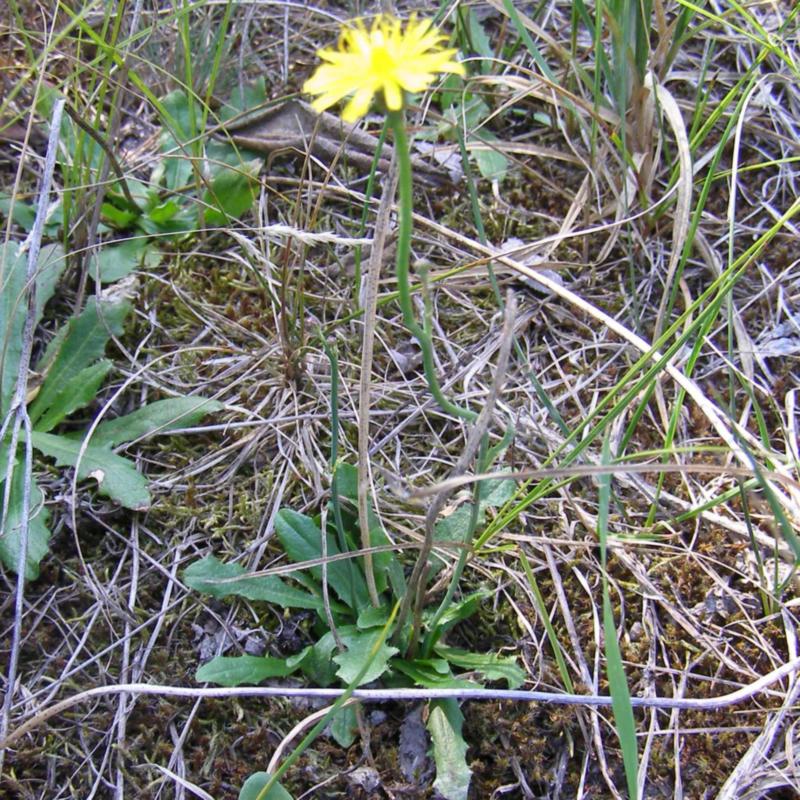 Image of Hypochaeris radicata specimen.