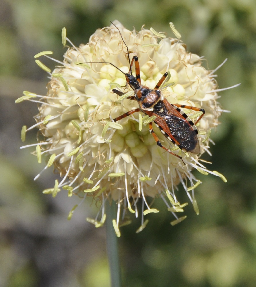 Image of Cephalaria ambrosioides specimen.