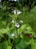 Clinopodium chinense