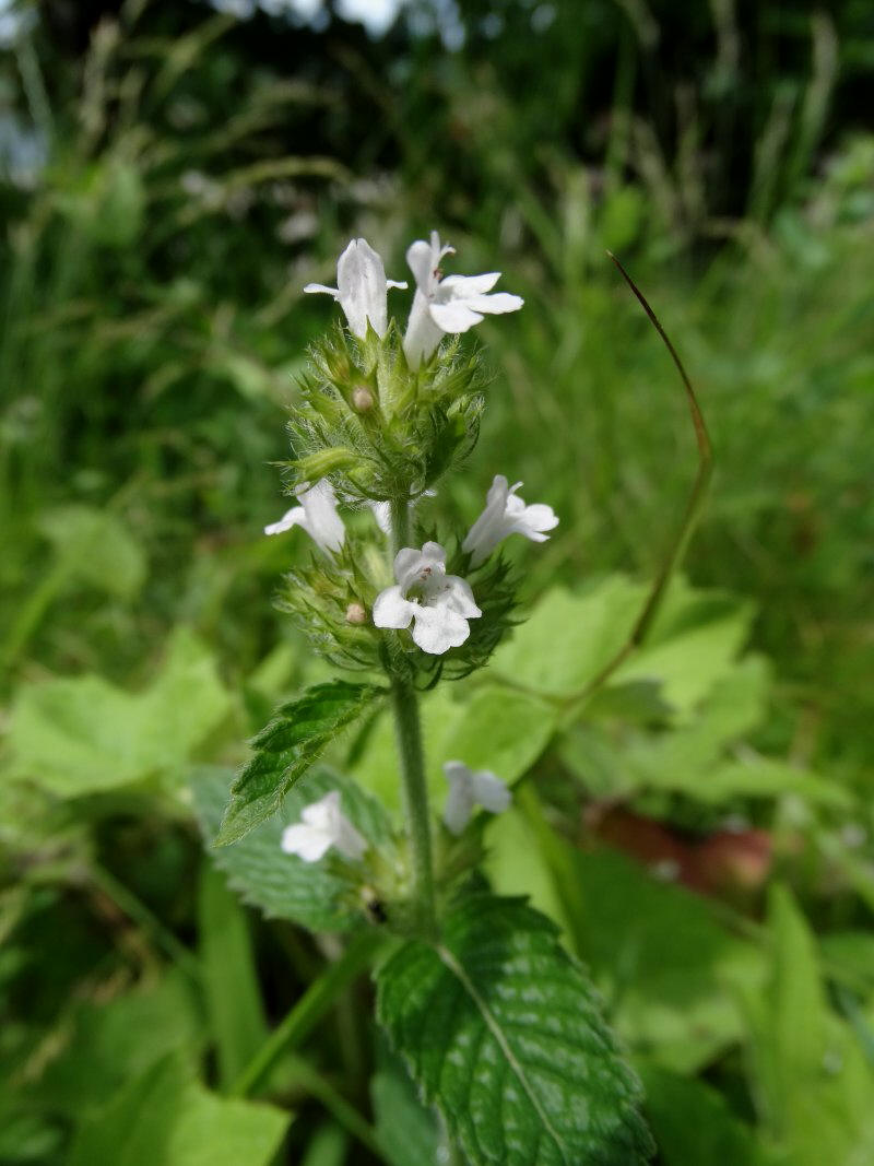 Image of Clinopodium chinense specimen.