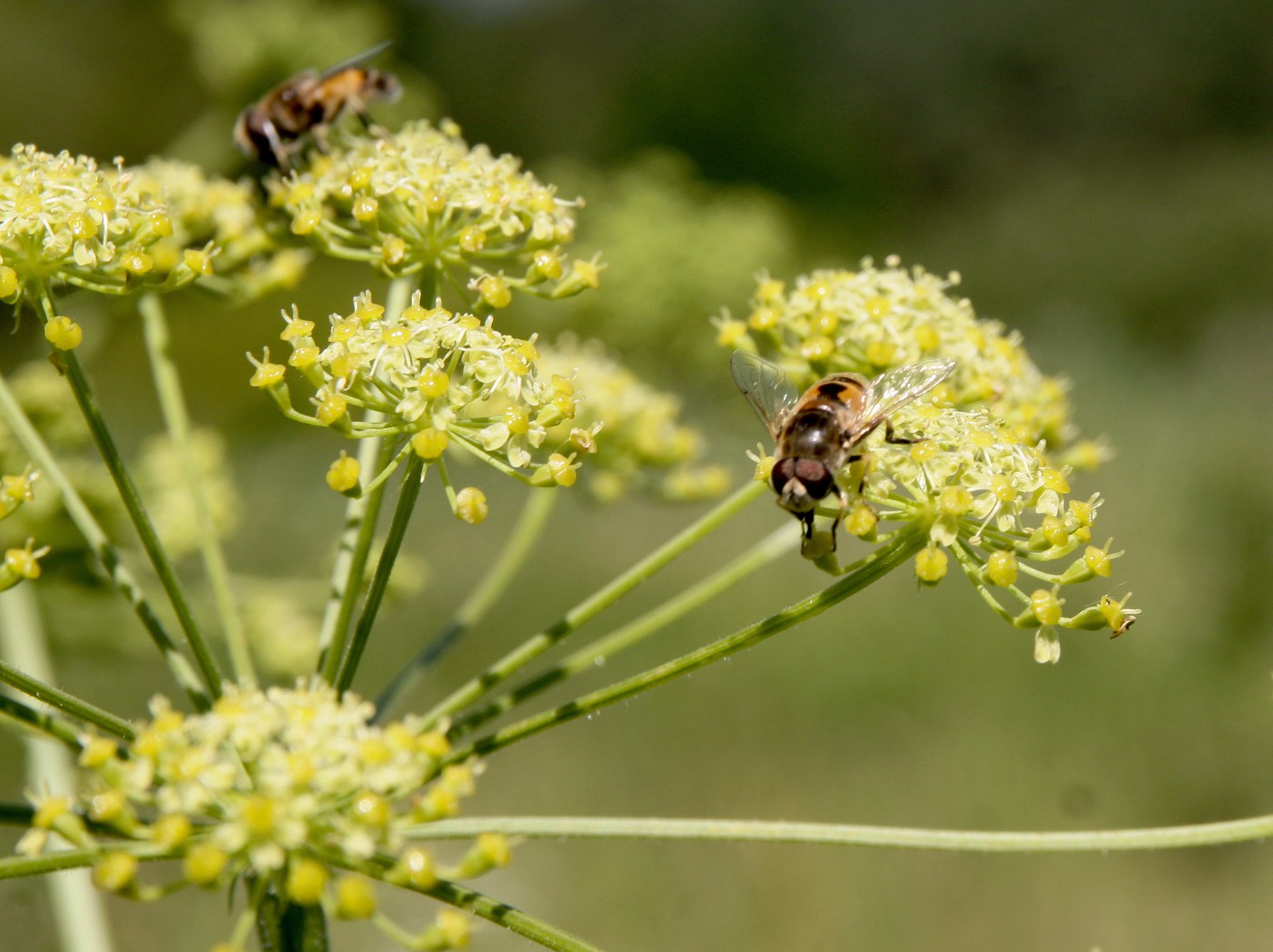 Image of Heracleum sibiricum specimen.