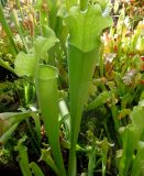 Sarracenia leucophylla. Листья вегетирующего растения (скорее всего гибридная форма). Москва, Ботсад МГУ \"Аптекарский огород\". Пальмовая оранжерея, уголок с насекомоядными растениями. 04.08.2016.