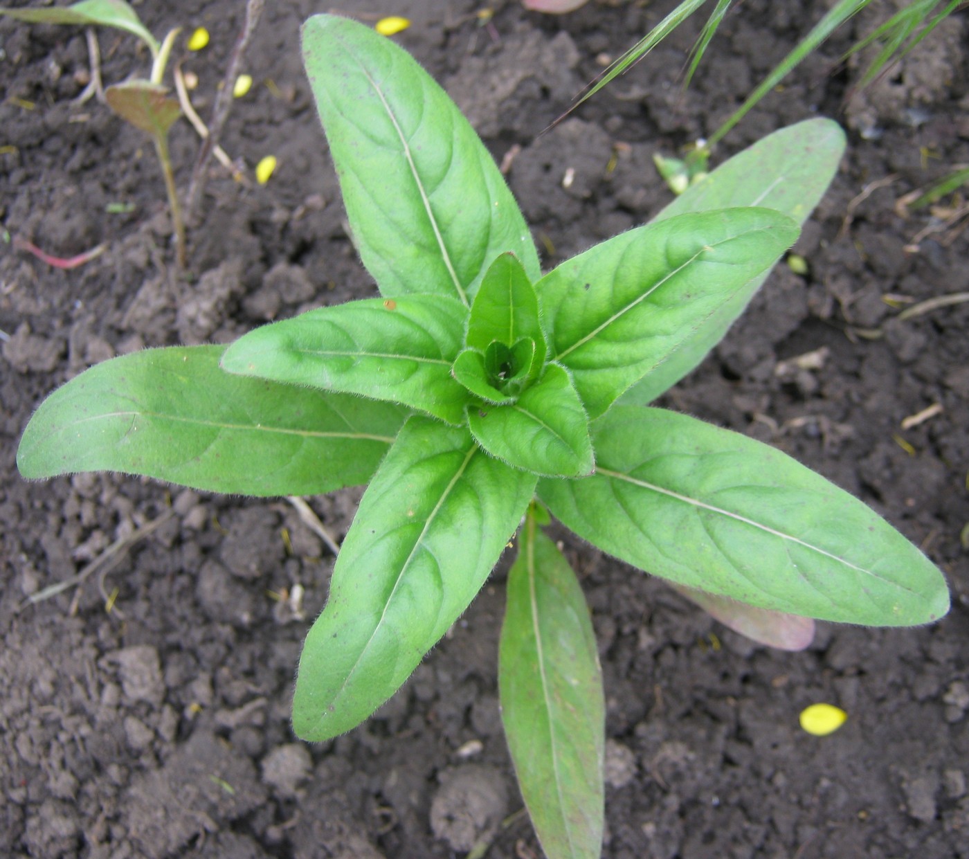 Image of genus Oenothera specimen.