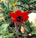 Anemone coronaria