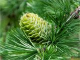 Larix kaempferi