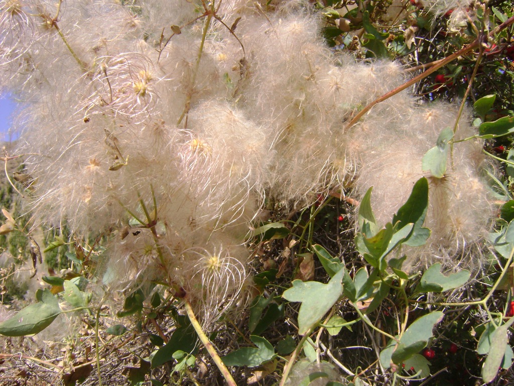 Изображение особи Clematis orientalis.