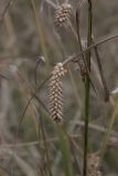 Carex vesicaria