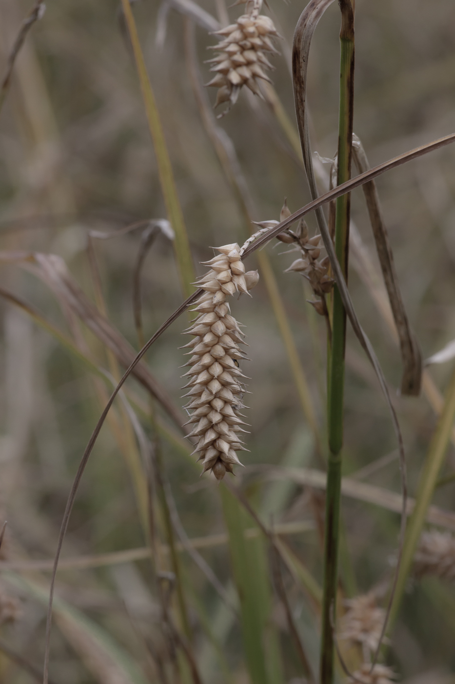 Изображение особи Carex vesicaria.