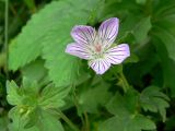 Geranium wlassovianum