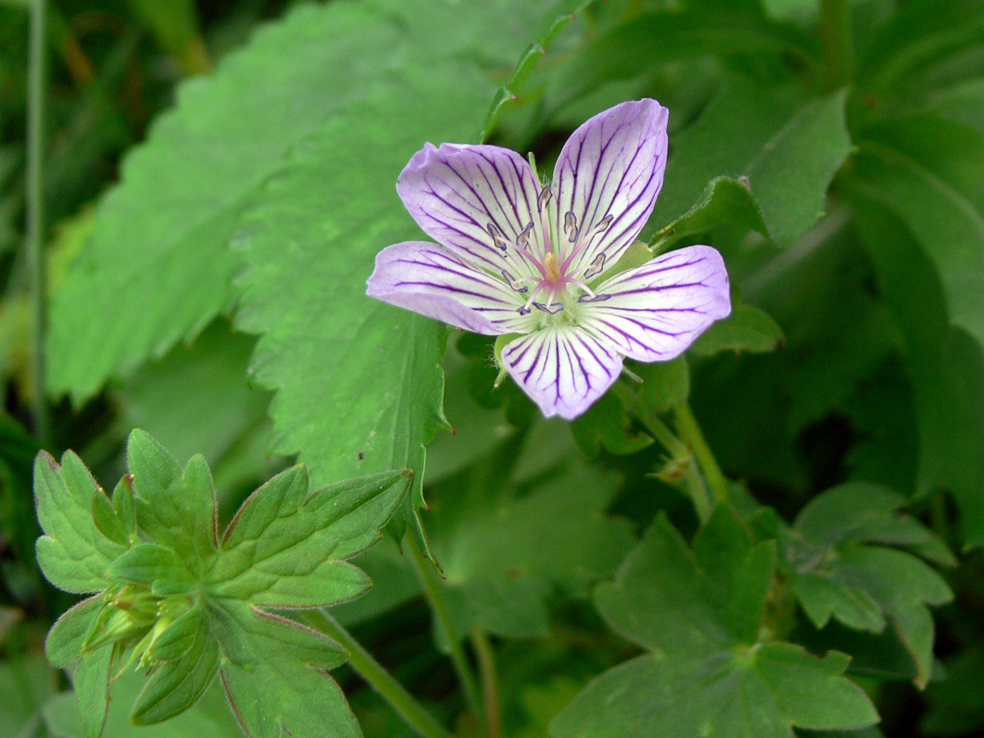 Изображение особи Geranium wlassovianum.