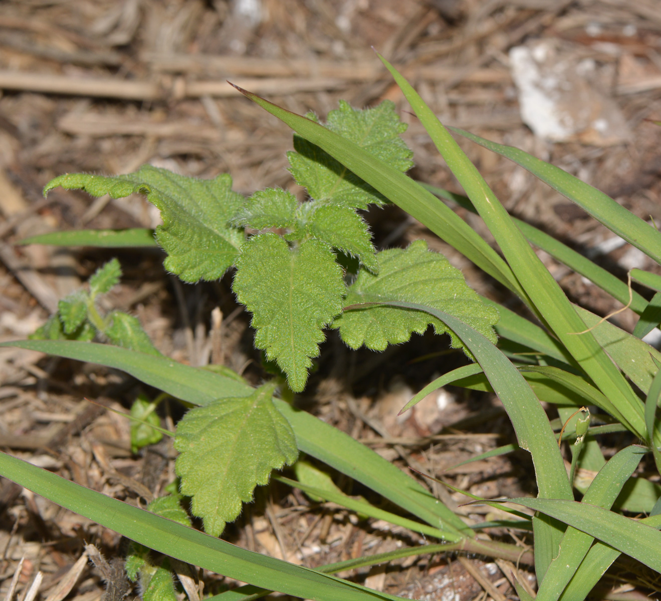 Image of Lantana camara specimen.