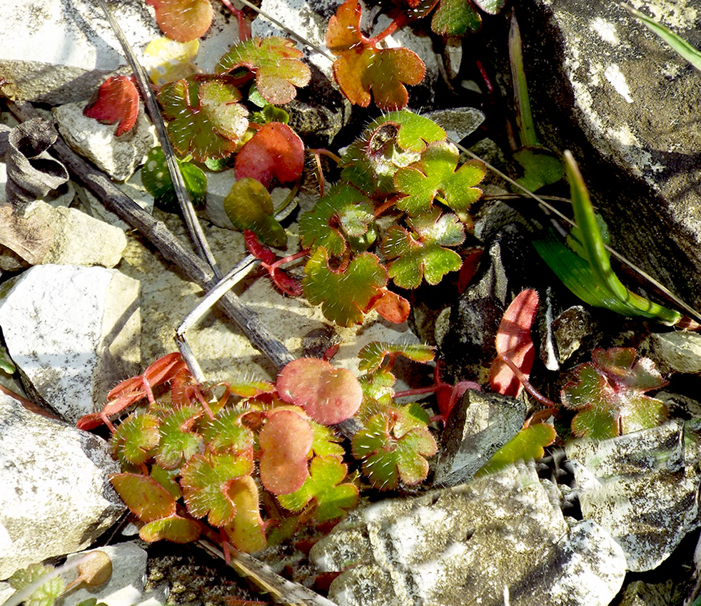 Image of Geranium lucidum specimen.