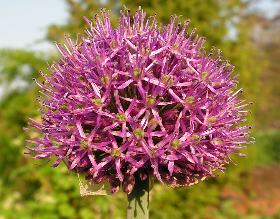 Image of Allium stipitatum specimen.