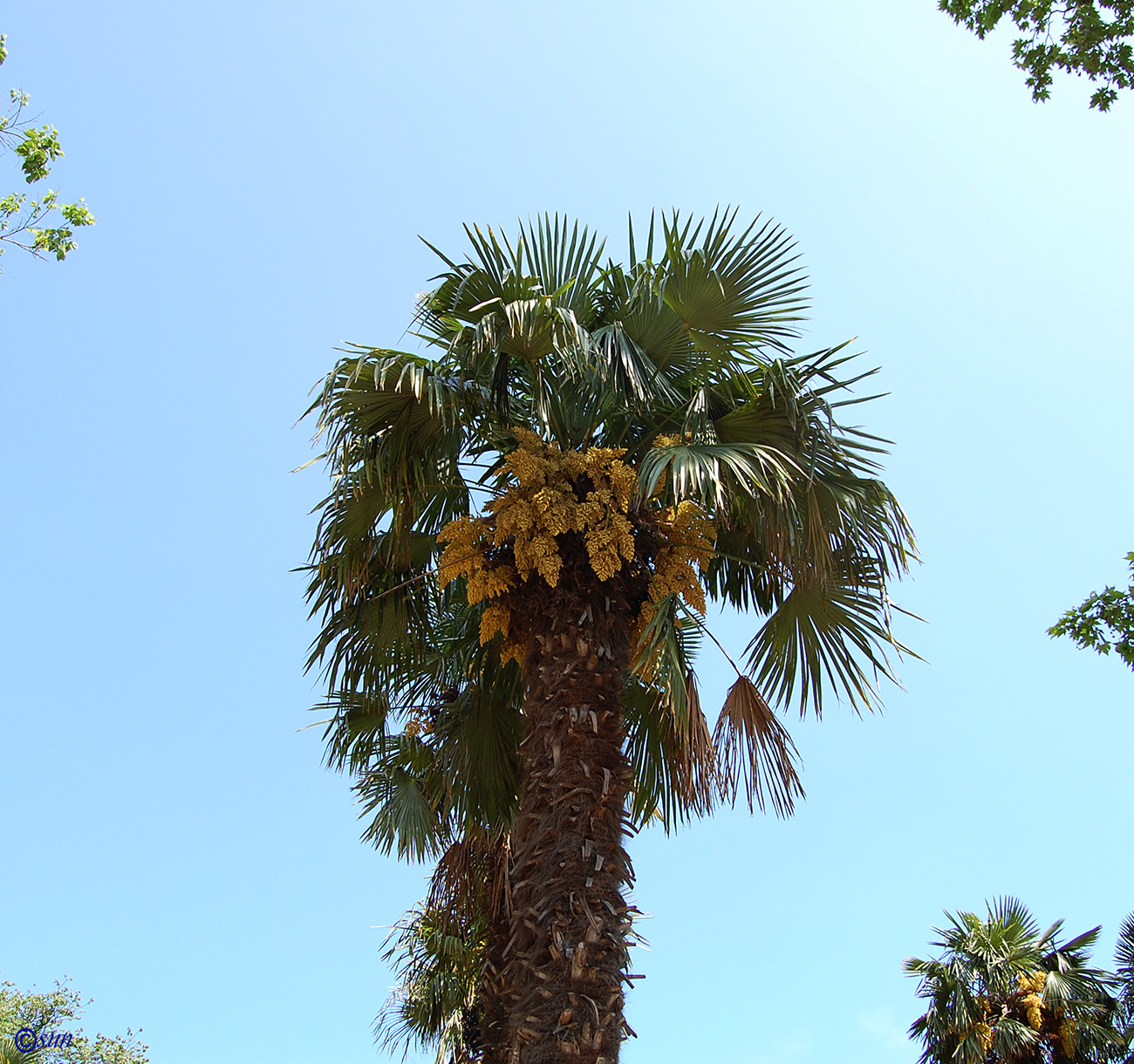 Изображение особи Trachycarpus fortunei.