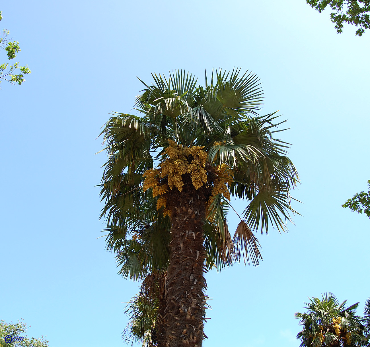 Image of Trachycarpus fortunei specimen.