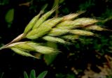 Bromus hordeaceus