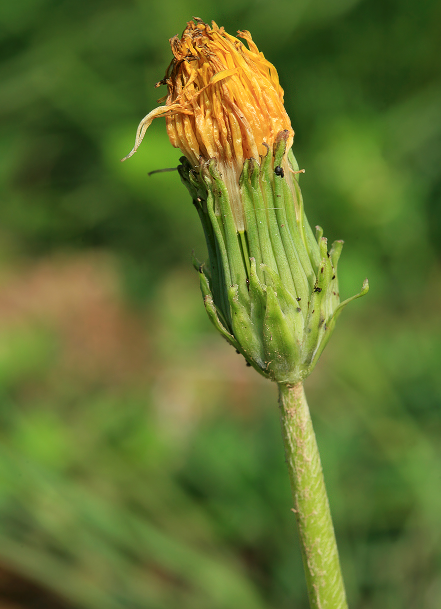 Image of genus Taraxacum specimen.