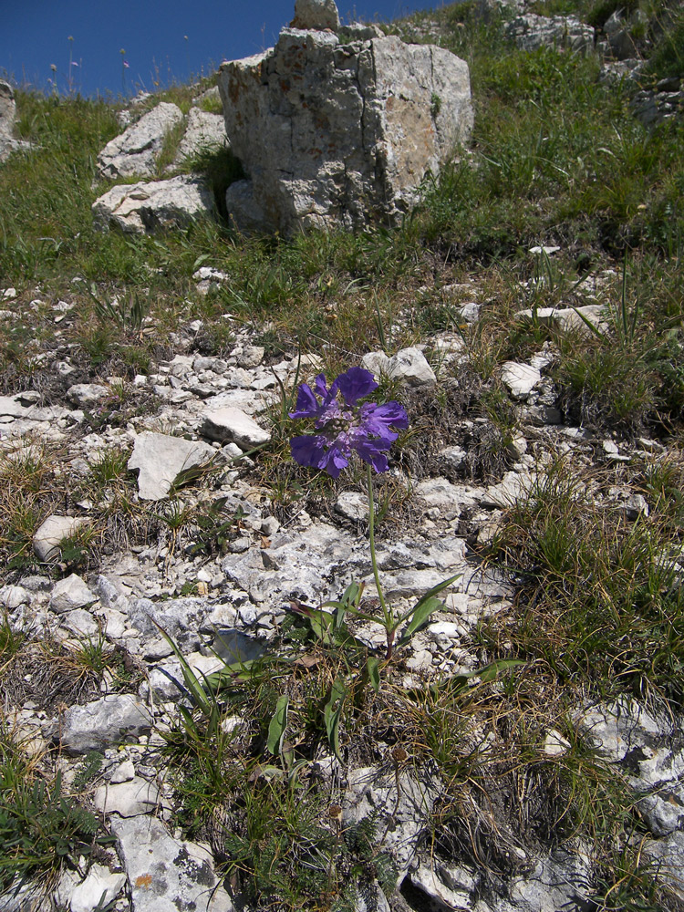 Image of Lomelosia caucasica specimen.