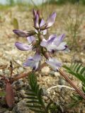 Astragalus alpinus. Часть побега с соцветием. Магаданская обл., Ольский р-н, Ольское шоссе, каменистая терраса над морем. 01.07.2016.