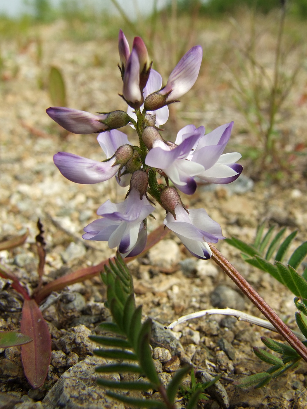 Image of Astragalus alpinus specimen.