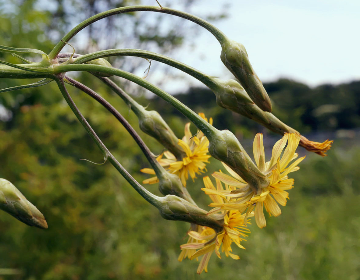 Image of Scorzonera albicaulis specimen.