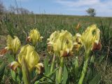Iris pumila