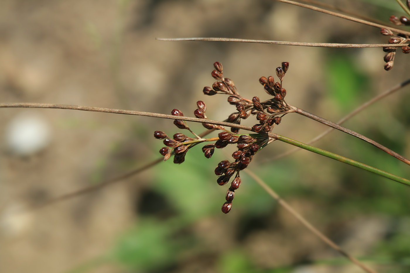 Изображение особи Juncus decipiens.