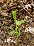 Lathyrus miniatus