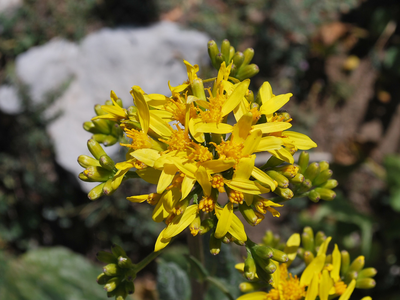 Image of Ligularia thomsonii specimen.