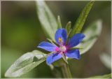 Anagallis foemina