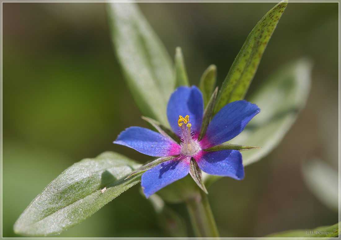 Изображение особи Anagallis foemina.