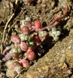 Sedum brevifolium. Веточка. Испания, Центральная Кордильера, нац. парк Сьерра-де-Гуадаррама, гранитный массив La Pedriza. Январь.