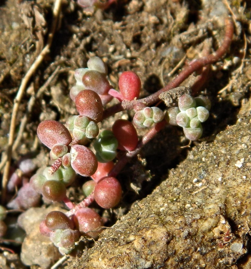 Изображение особи Sedum brevifolium.