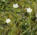 Parnassia palustris. Верхушки цветущих растений. Восточно-Казахстанская обл., г. Риддер, окр. Малоульбинского вдхр., заболоченный луг. 29.07.2008.